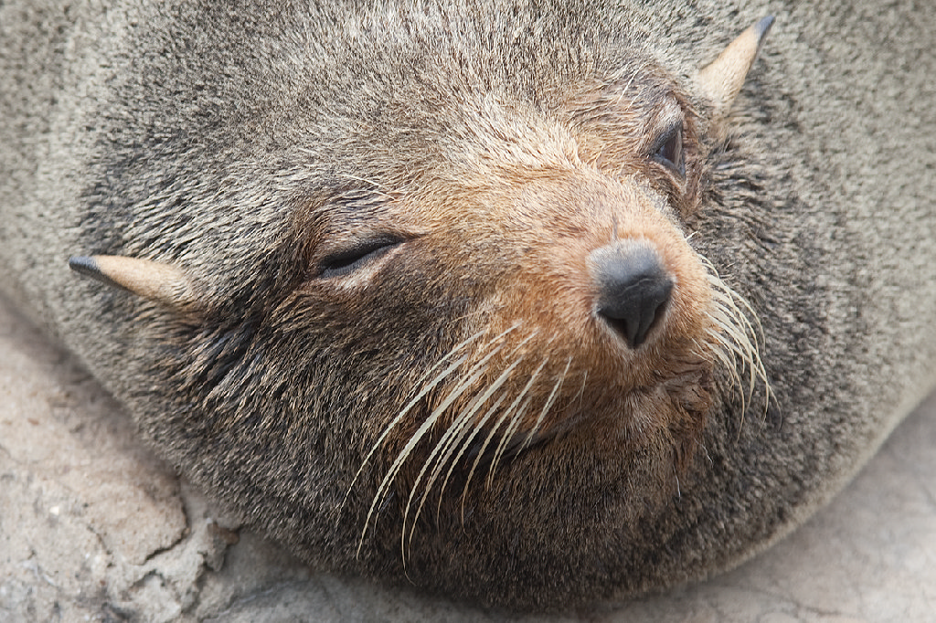 South American Fur Seal