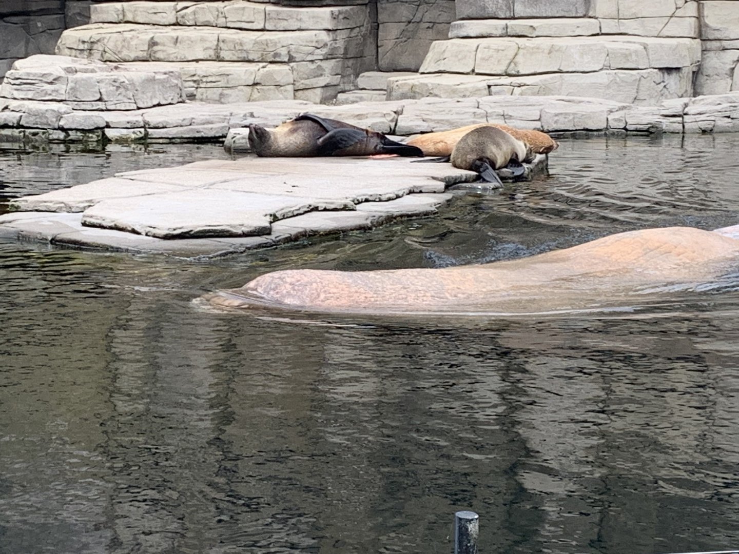 South American fur seals and Pacific walrus