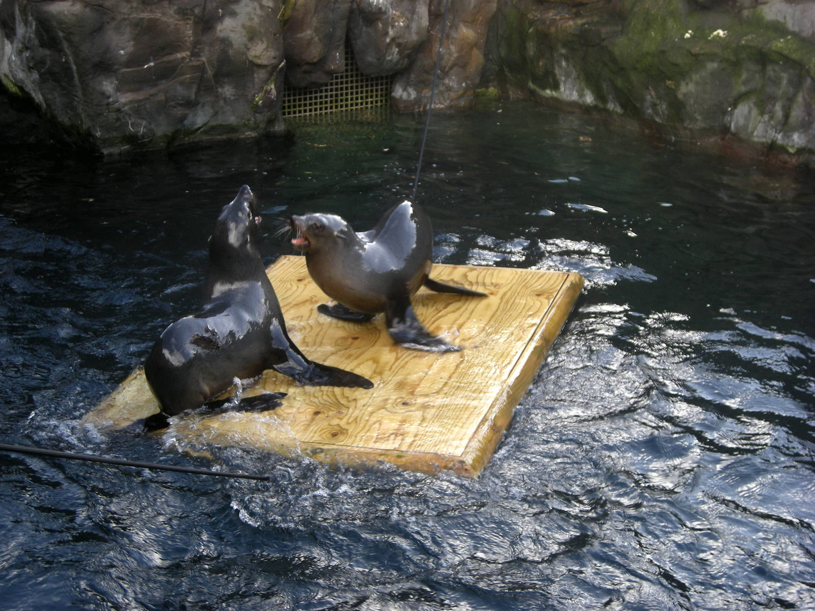 South American Fur Seals