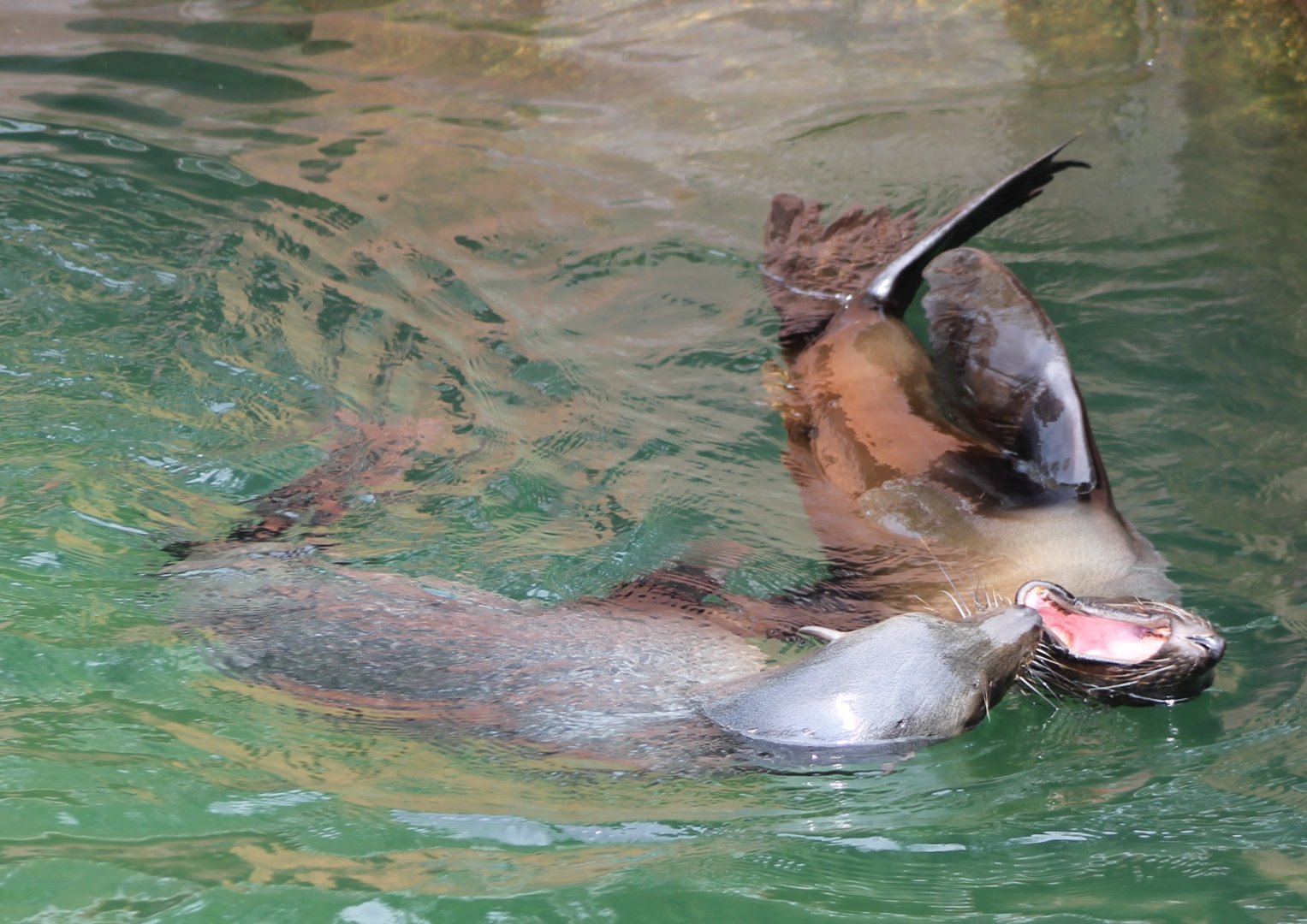South-american fur seals