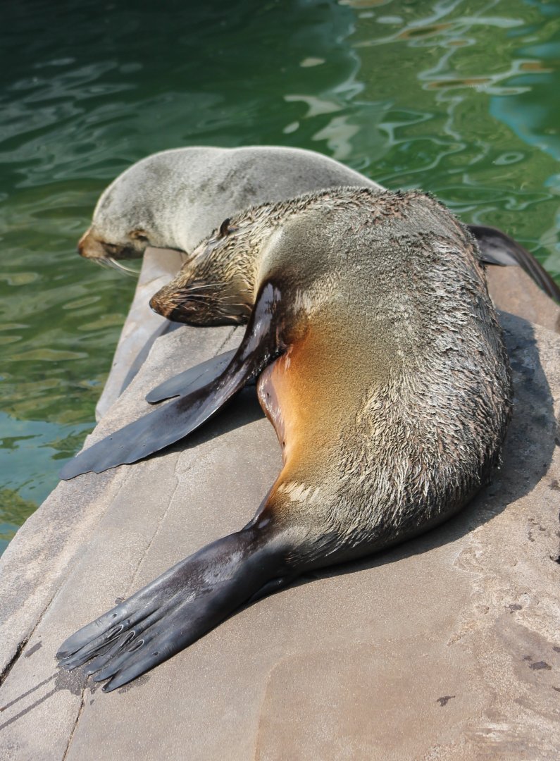 South-american fur seals