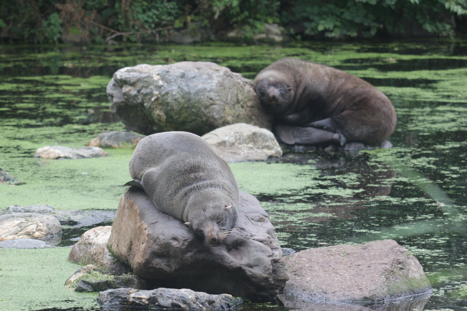 South American fur seals