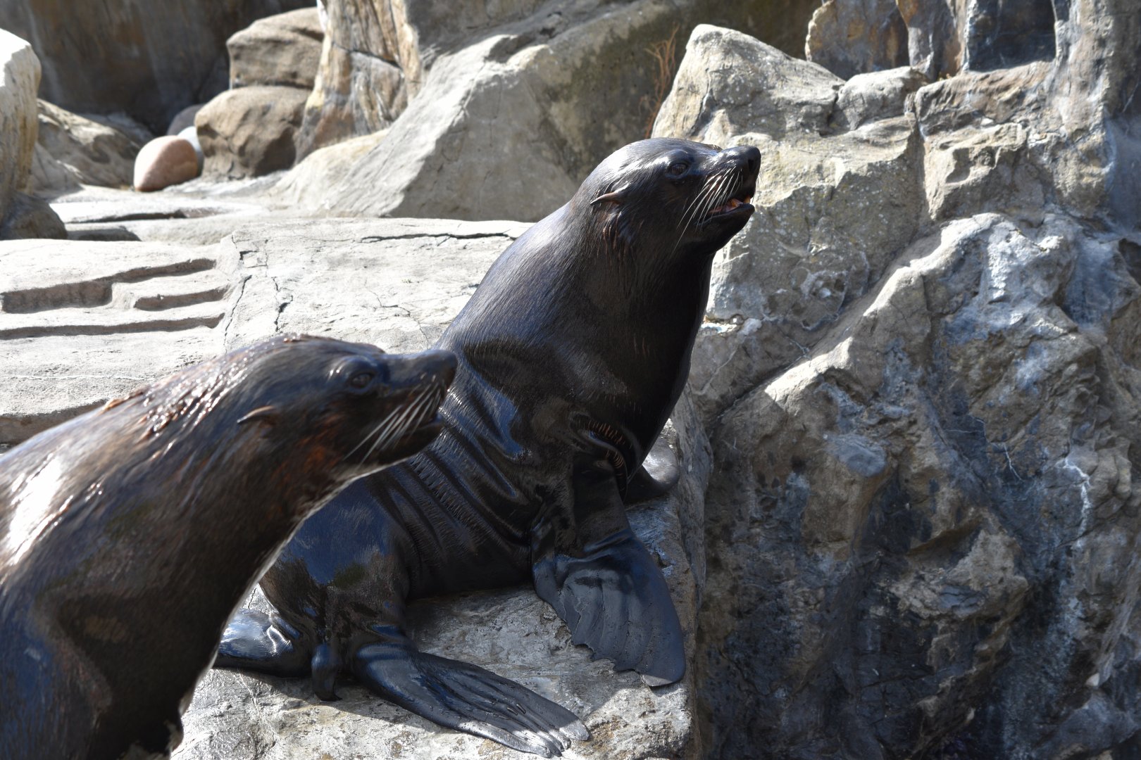 South American fur seals