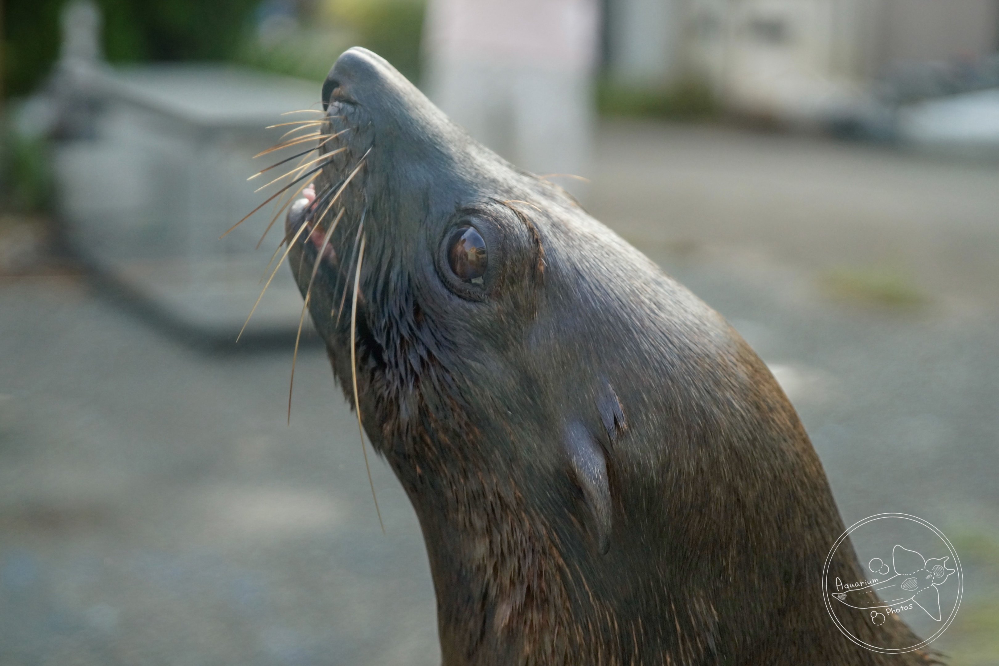 South American Furseal (Arctocephalus australis)