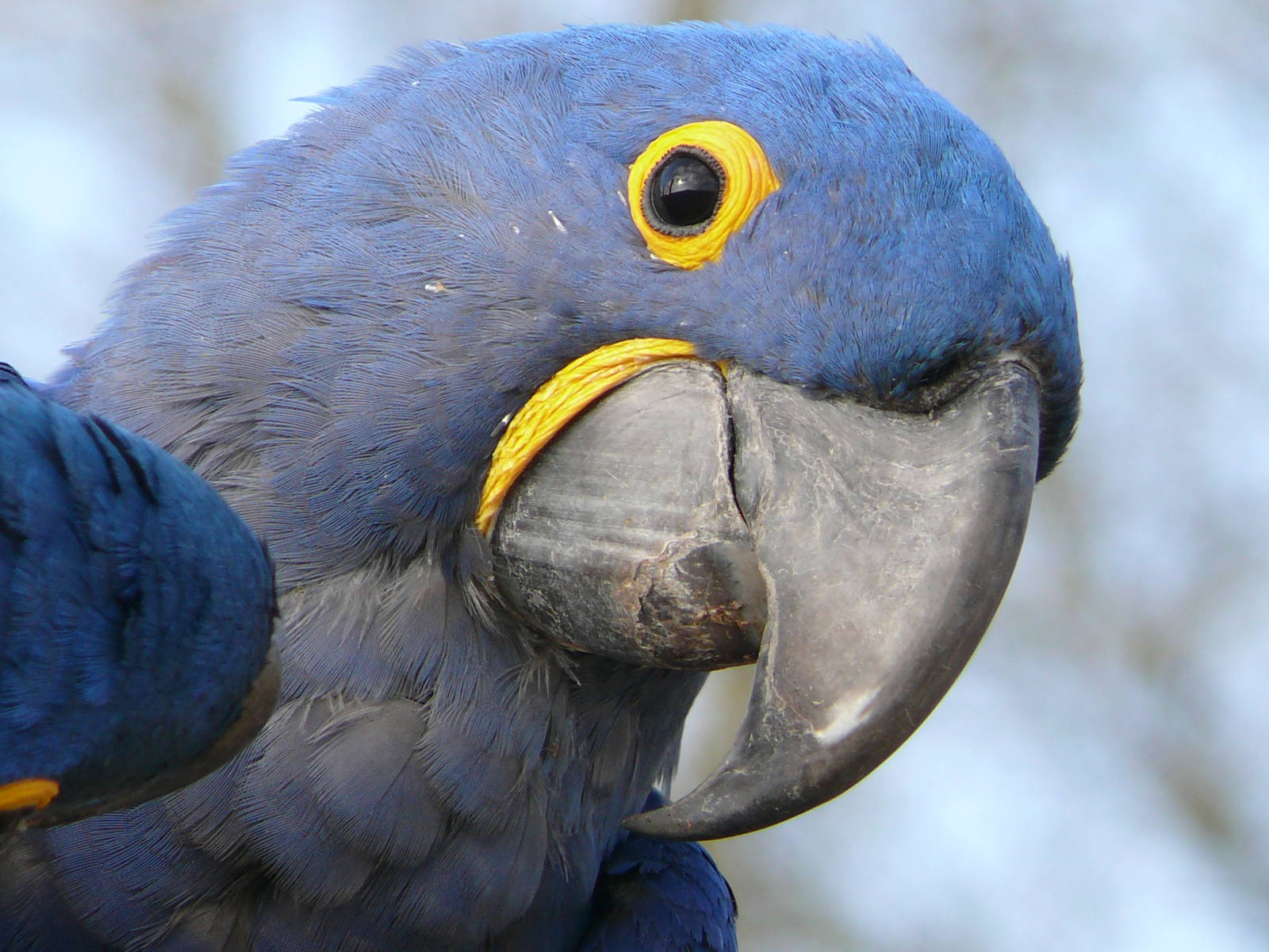 South american giant aviary