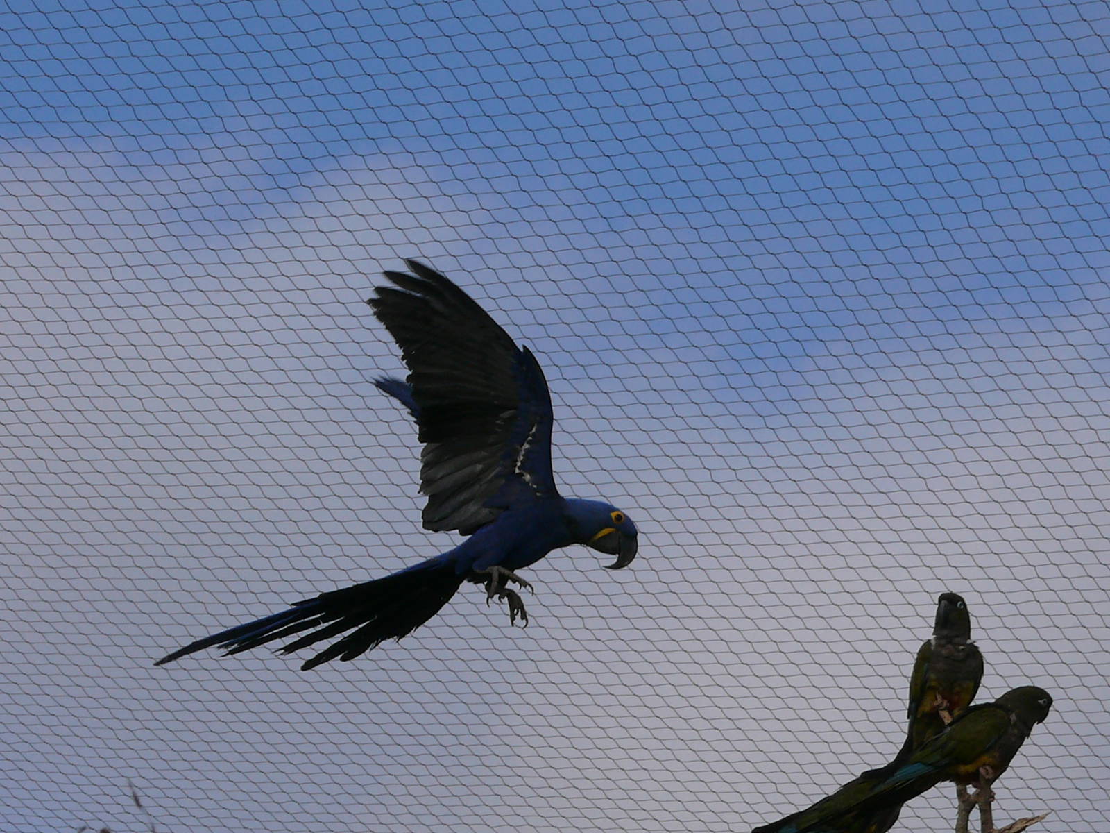 South american giant aviary