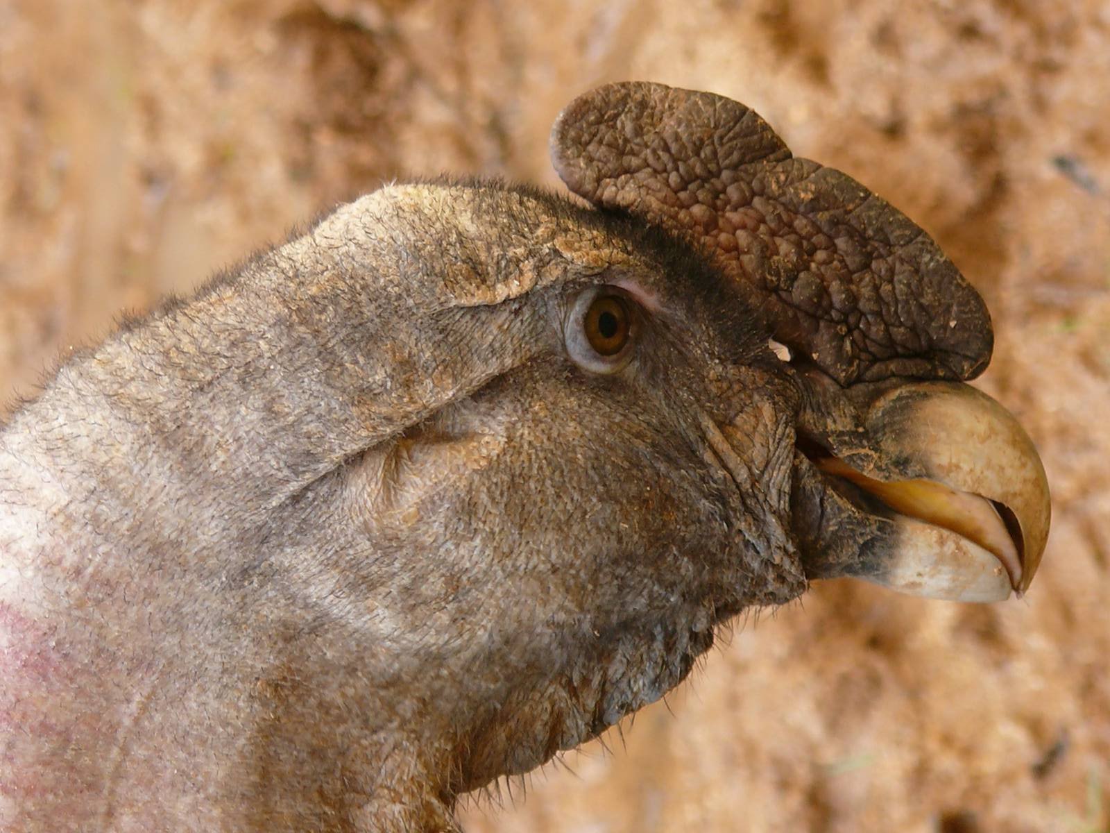 South american giant aviary