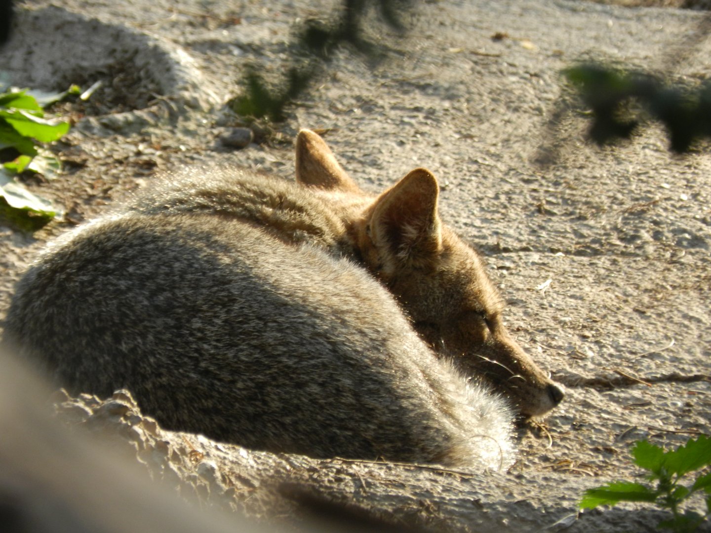 South American gray fox - Buin zoo