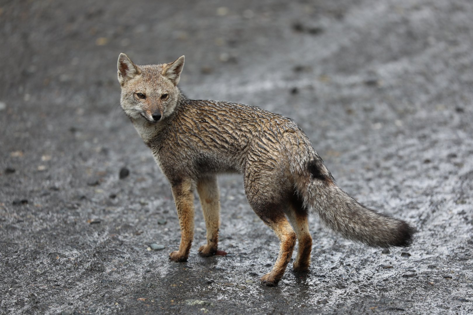South American gray fox (Lycalopex griseus)
