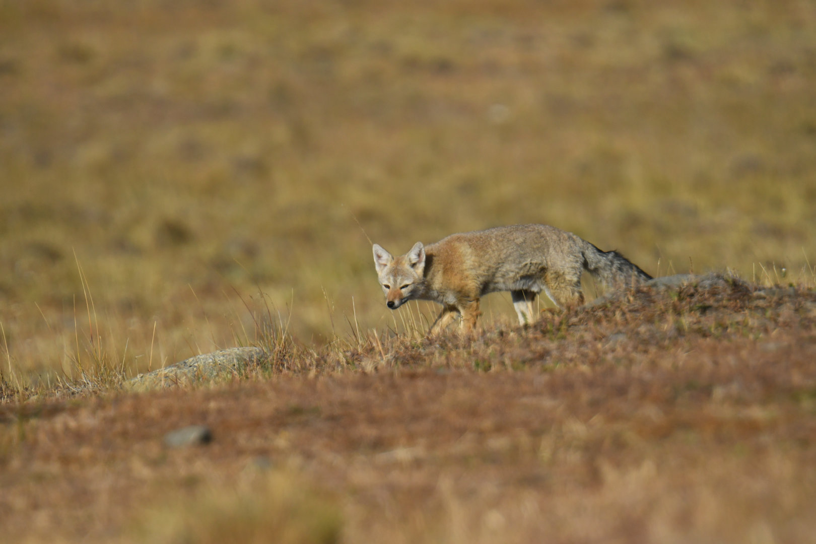 South American gray fox (Lycalopex griseus)