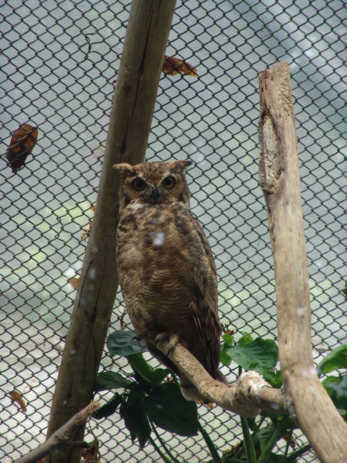 South American Great Horned Owl (Bubo virginianus nacurutu)