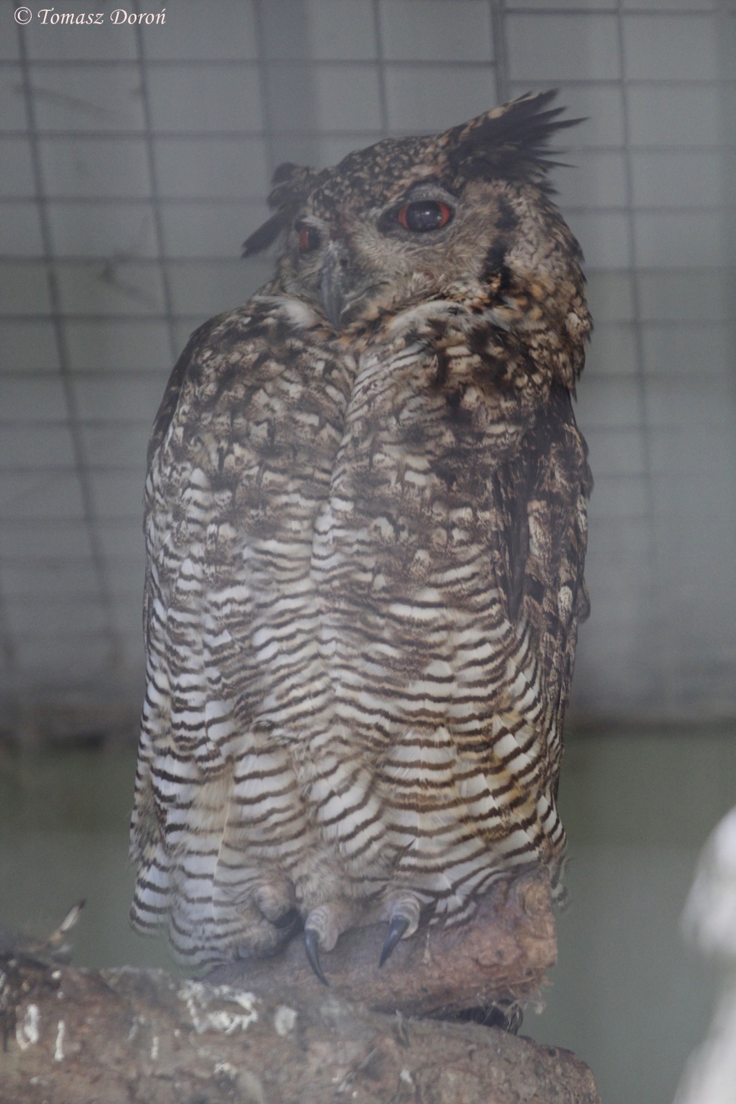 South American Great Horned Owl (Bubo virginianus nacurutu)