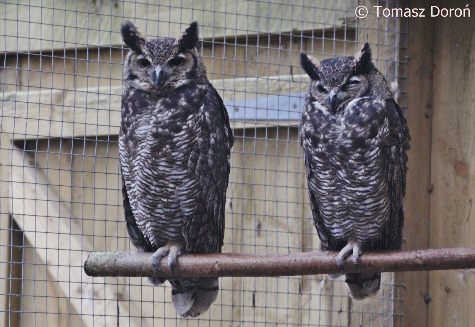 South American Great Horned Owls (Bubo virginianus nacurutu), Nov. 2017