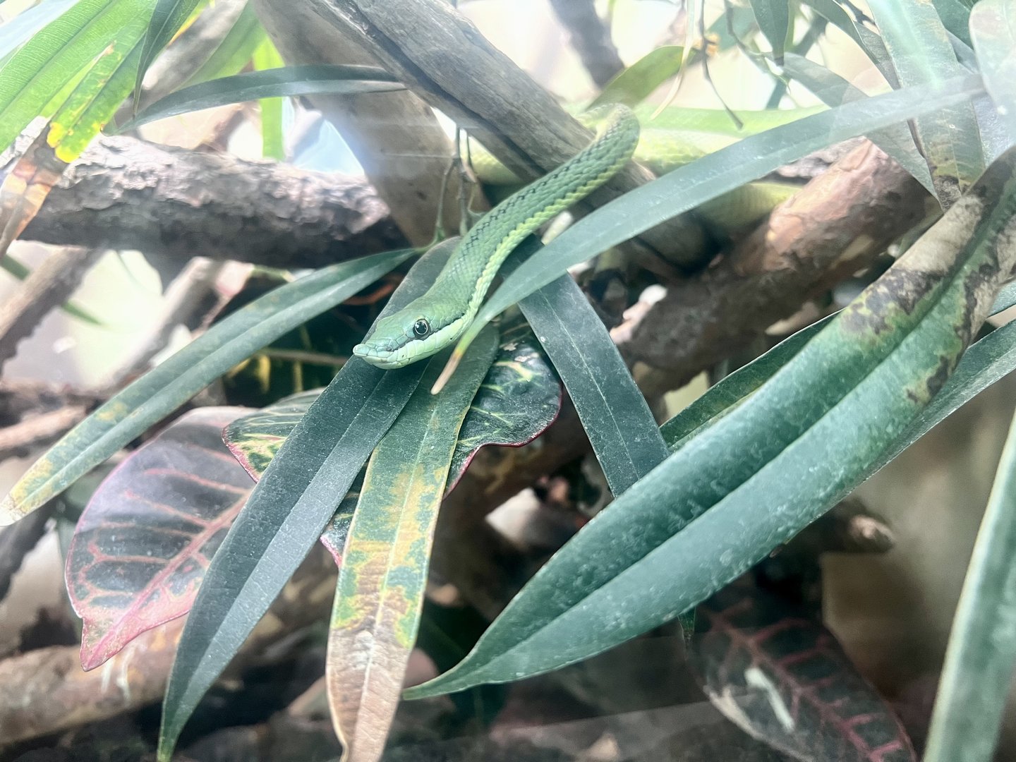 South American Green Snake