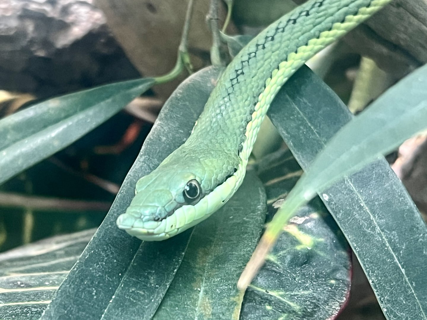 South American Green Snake