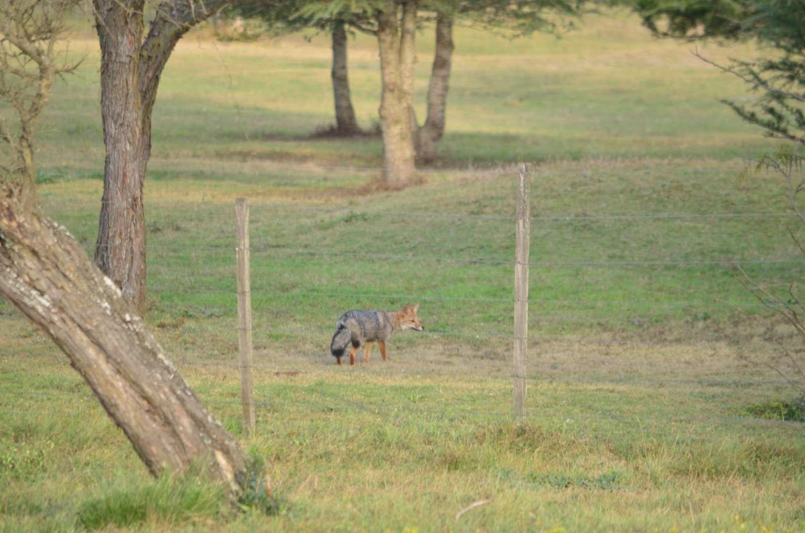 South American Grey Fox (Lycalopex griseus)