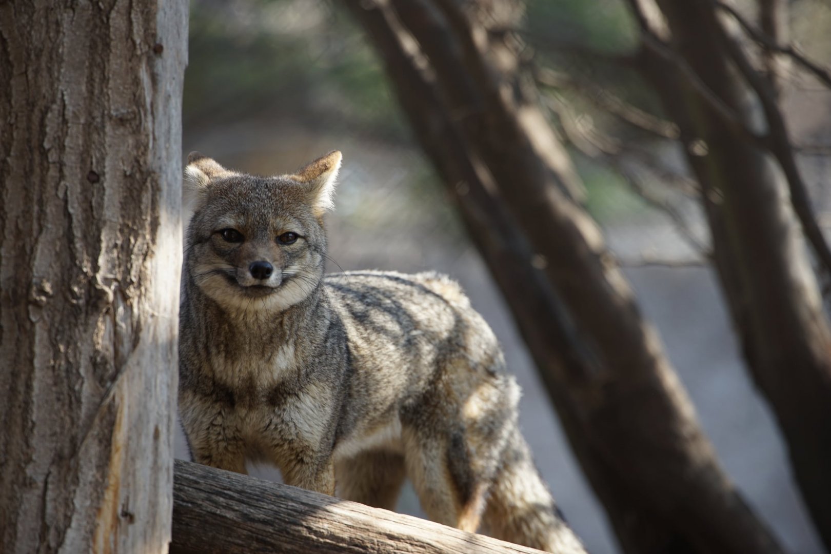 South American Grey Fox