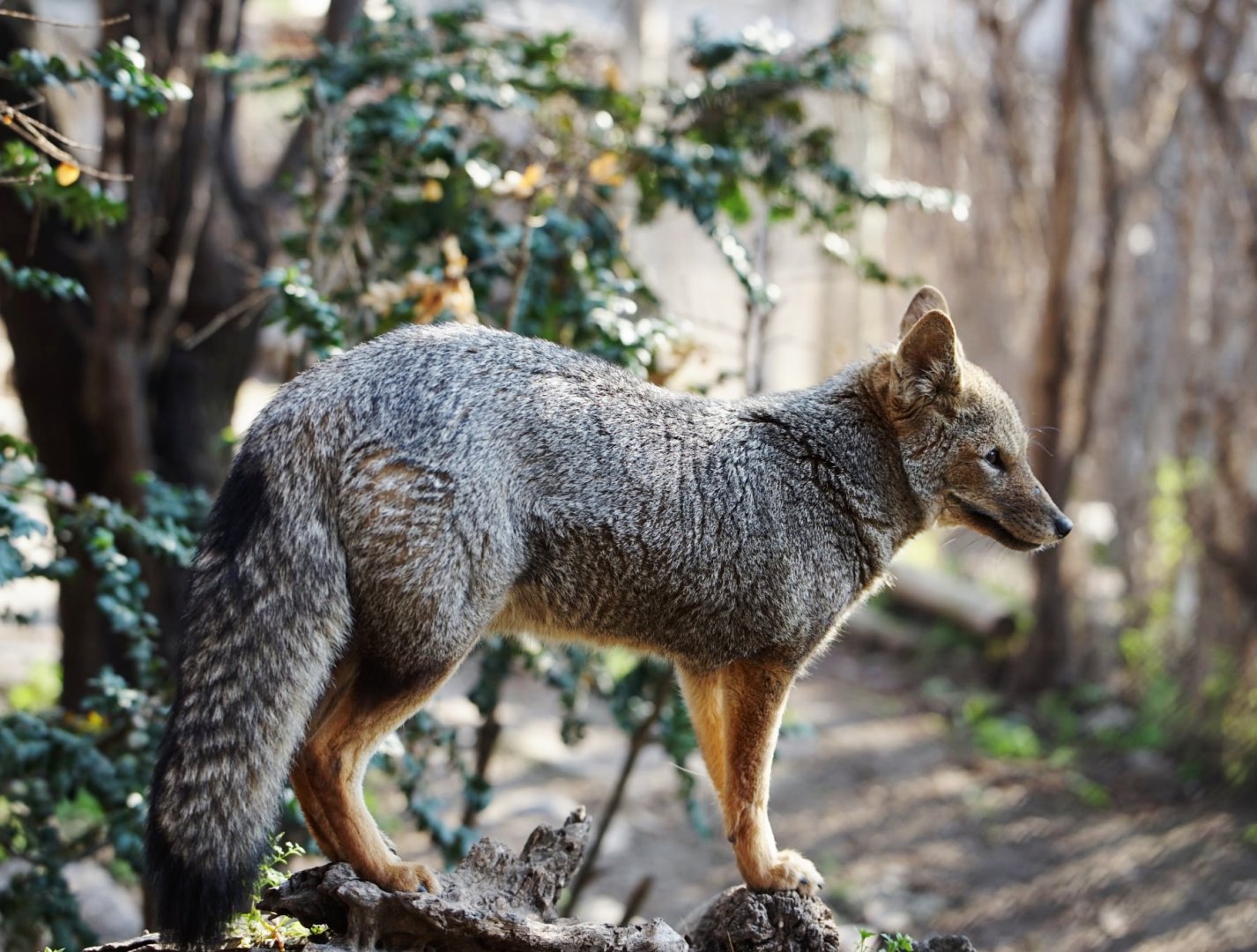 South American Grey Fox