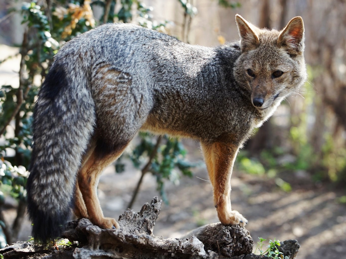 South American Grey Fox