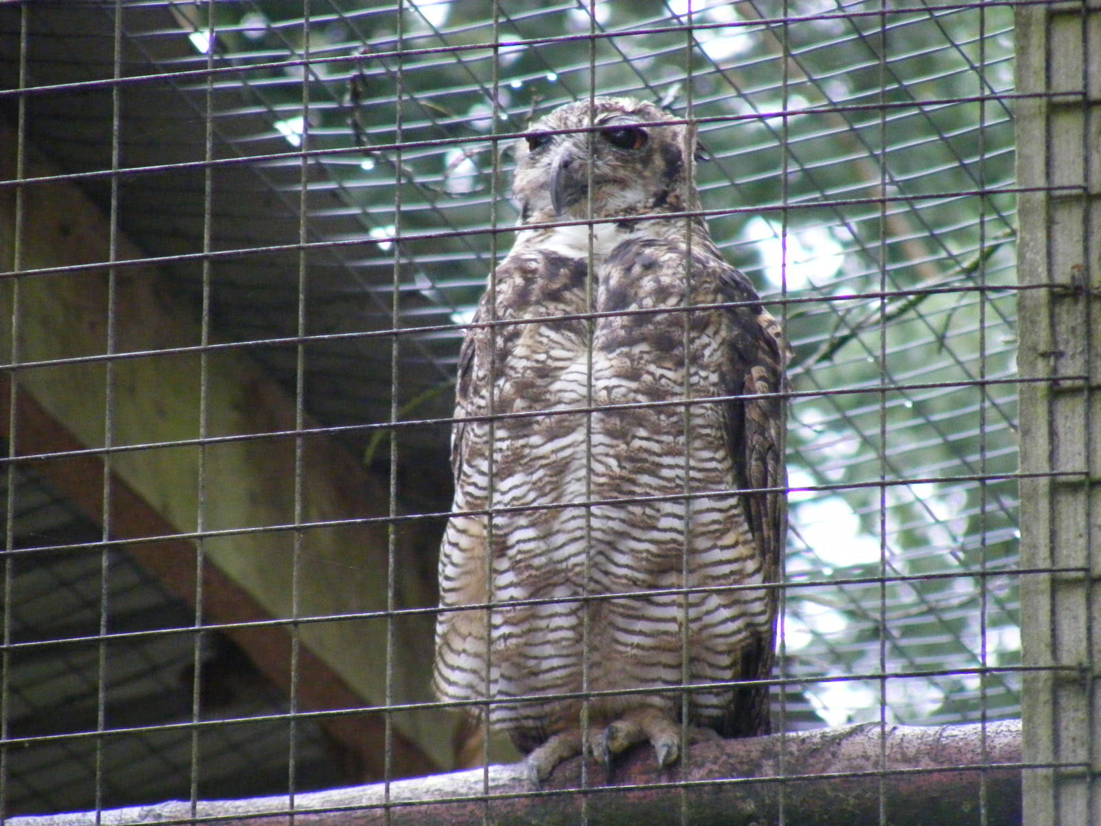 South American horned owl at New Forest Wildlife Park, 21 August 2010