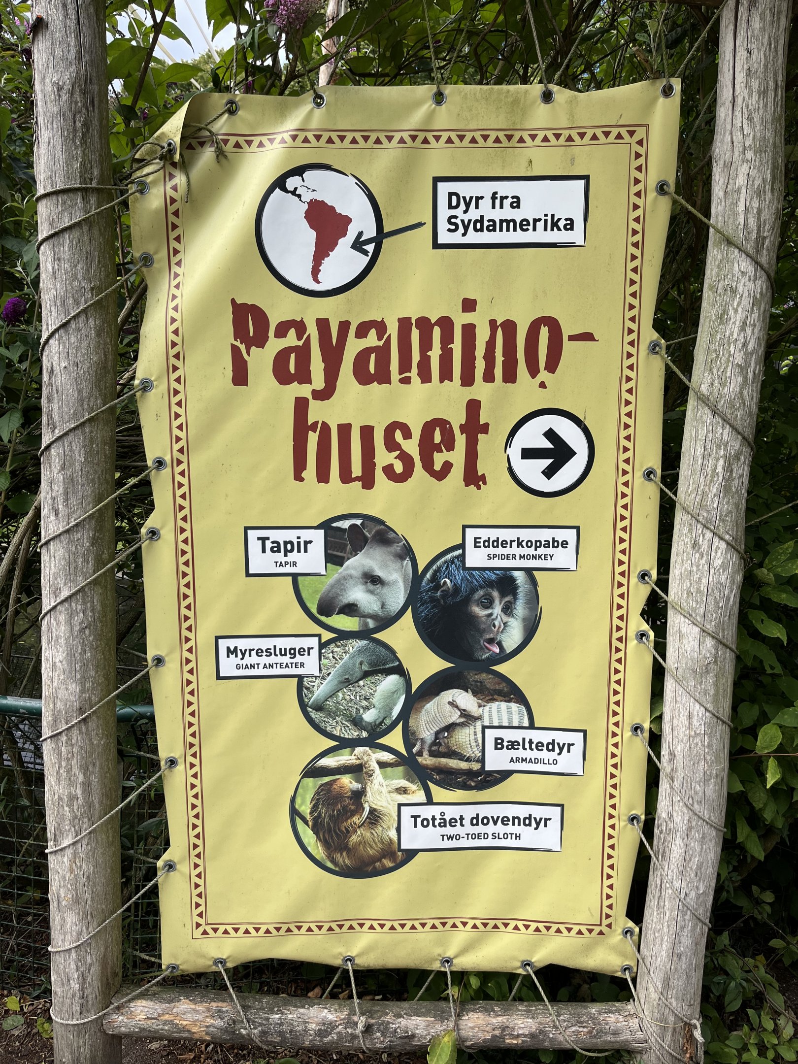 South American House - 5 species