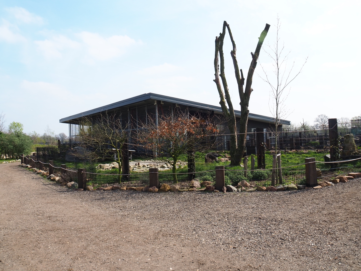 South American house and Giant anteater - Azara's agouti paddock, 2019-04-06