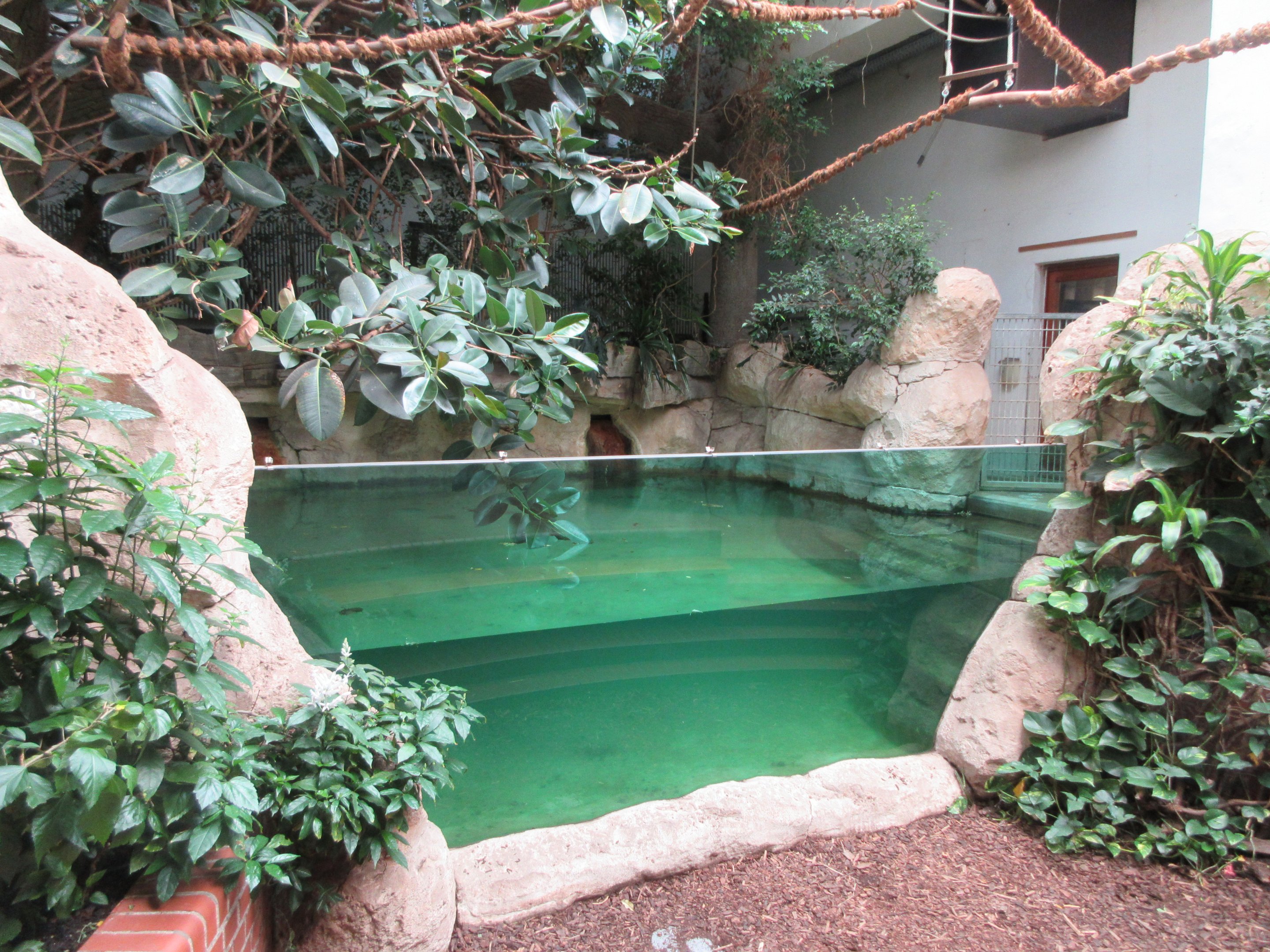South American House - Baird's Tapir pool