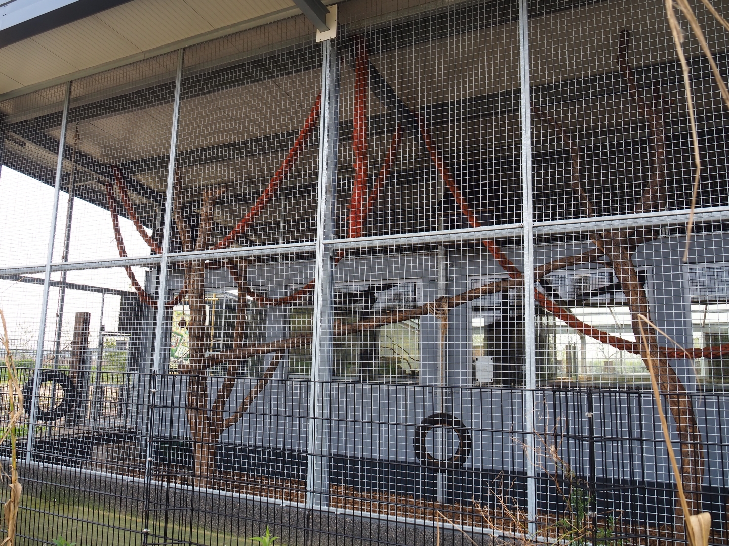 South American house - White-nosed coati exhibit, 2019-04-06