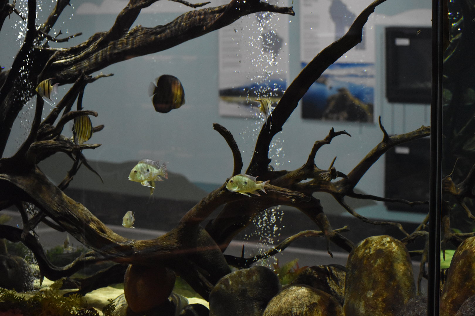 South American Lake Tank