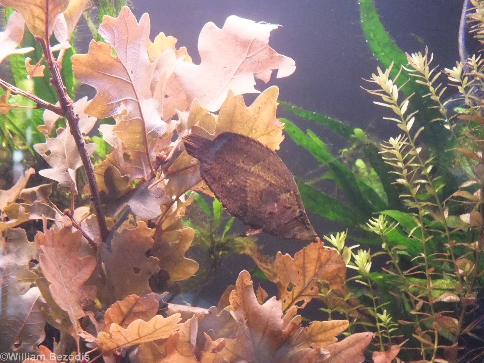 South American Leaf Fish