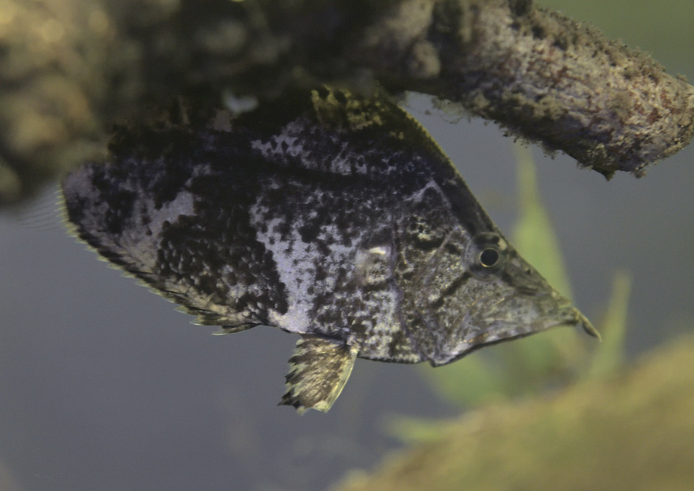South American leaf fish