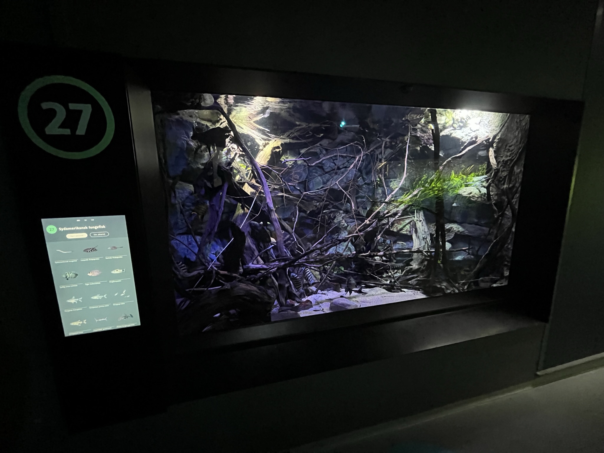 South American Lungfish (+11 other species)