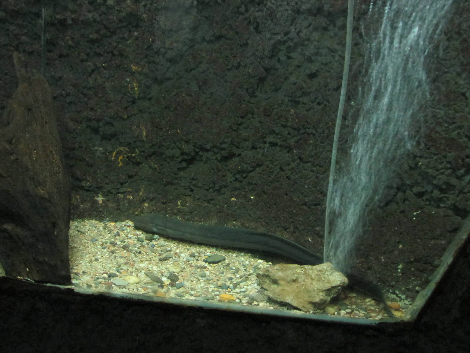 South american lungfish acuario mendoza
