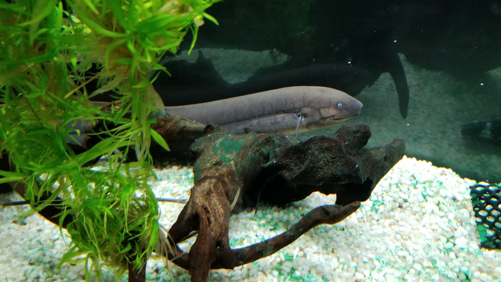 South American Lungfish, Amazonia