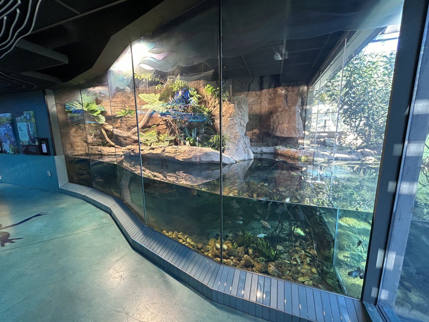 South American Lungfish Exhibit - Wildlife Explorers Basecamp
