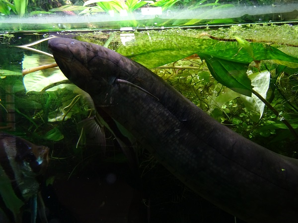 South American lungfish (Lepidosiren paradoxa) (07/22)