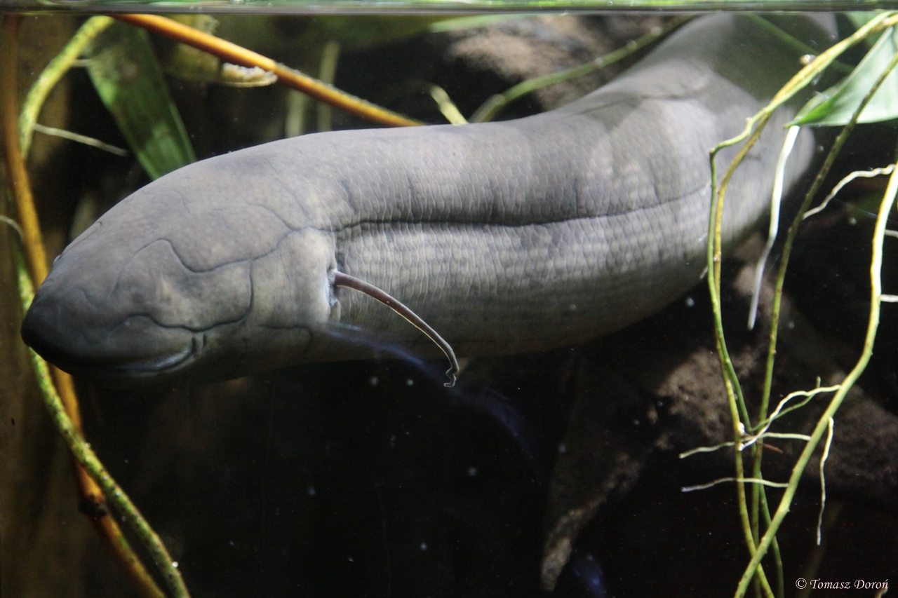South American Lungfish (Lepidosiren paradoxa)