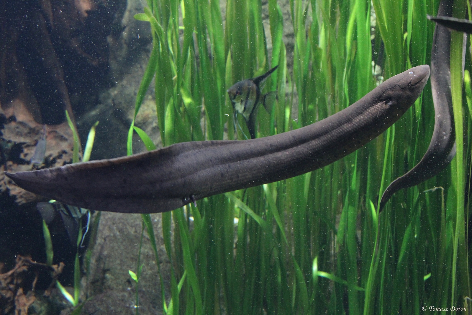 South American Lungfish (Lepidosiren paradoxa)