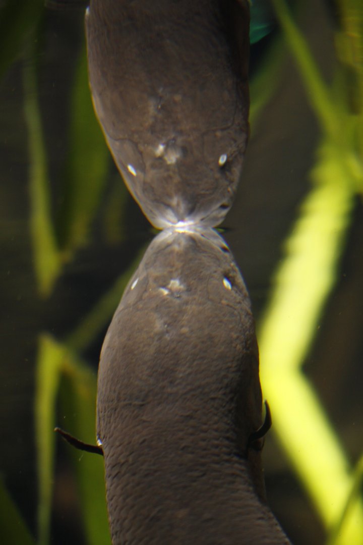 South American lungfish (Lepidosiren paradoxa)