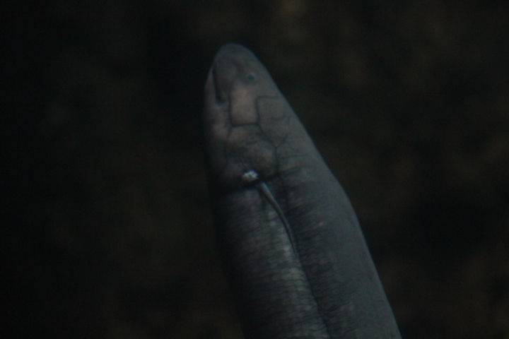 South American lungfish (Lepidosiren paradoxa)
