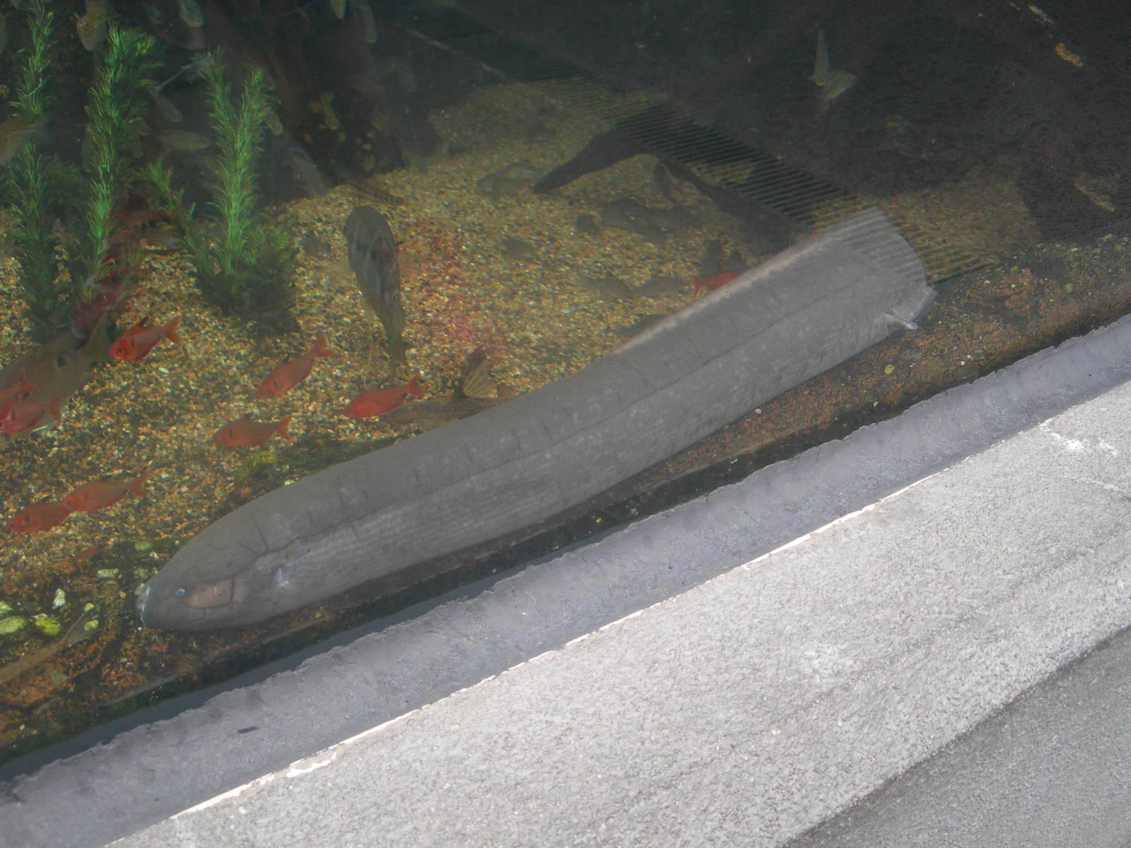 South American Lungfish