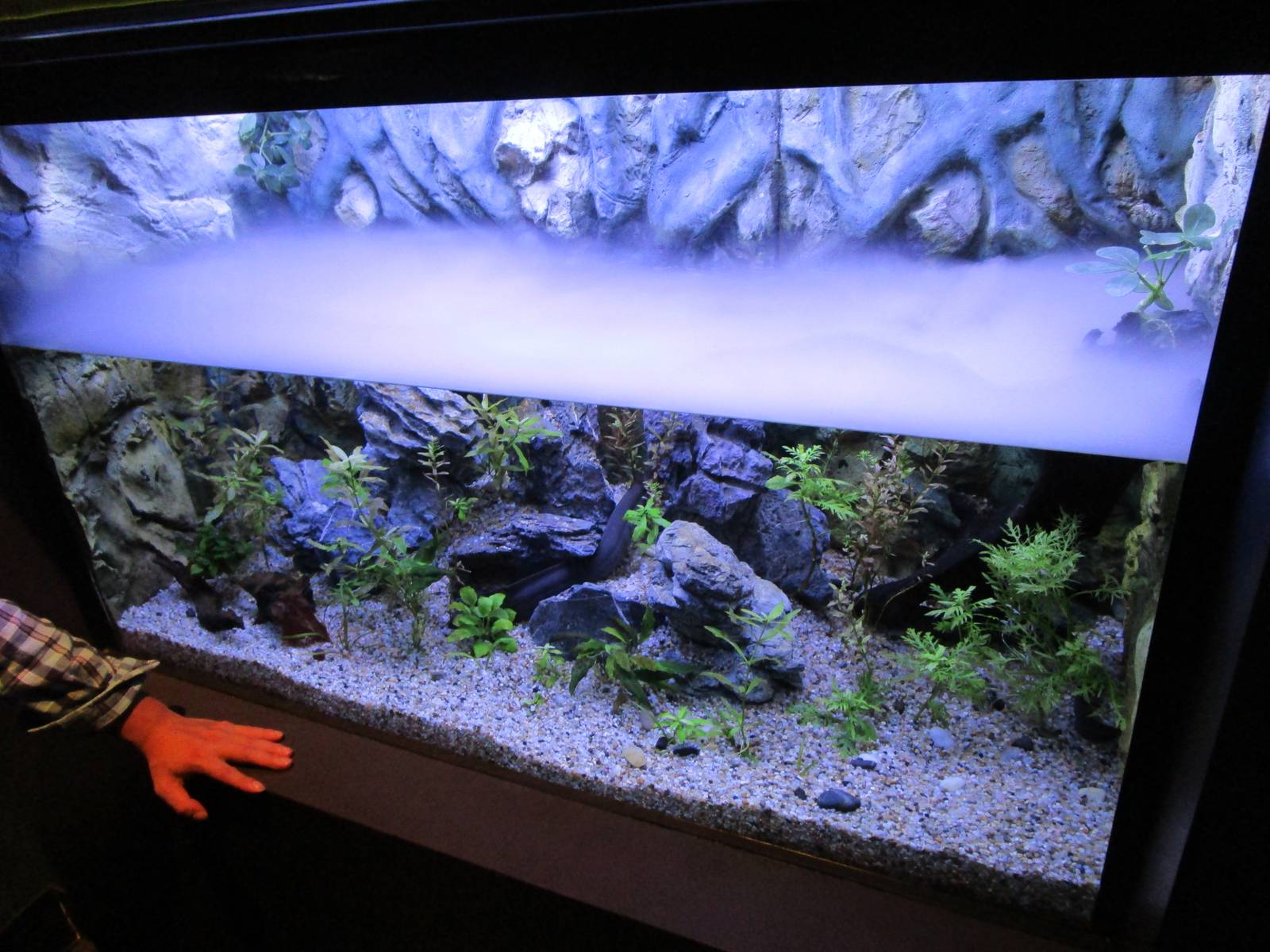 South American Lungfish