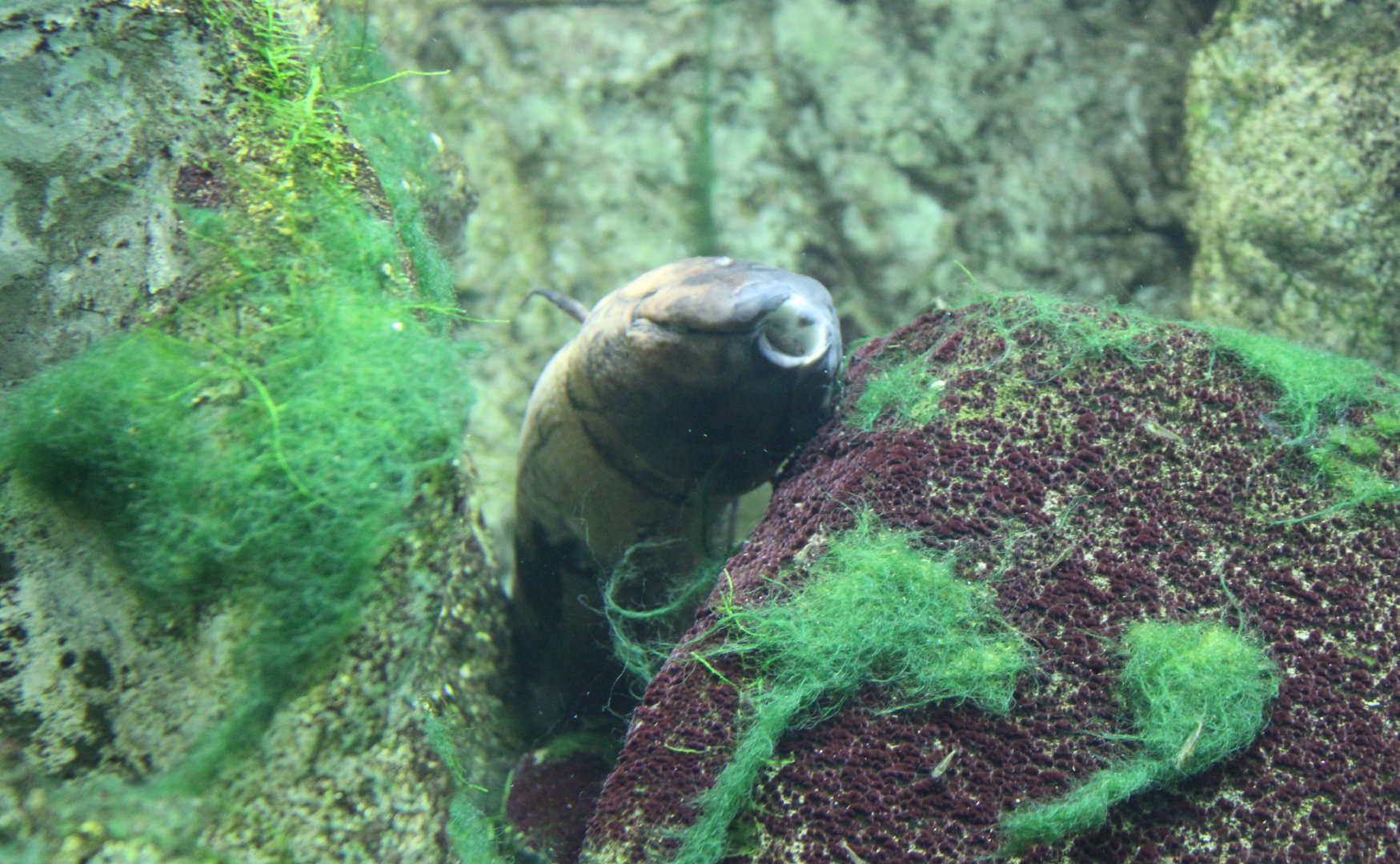 South American lungfish