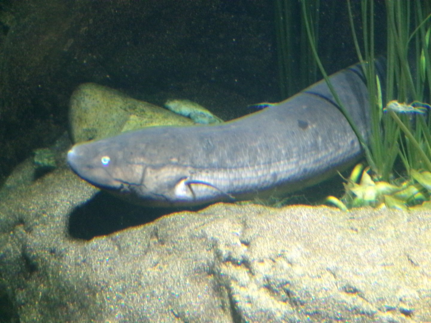 South American lungfish