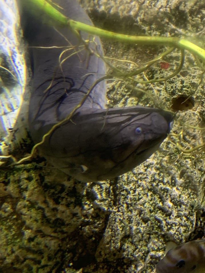 South American lungfish