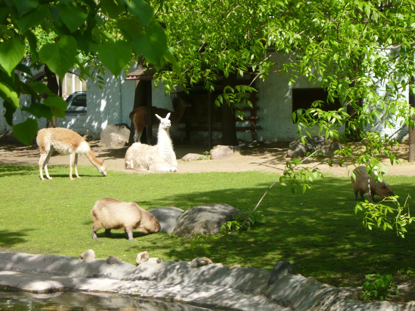 South American mammals