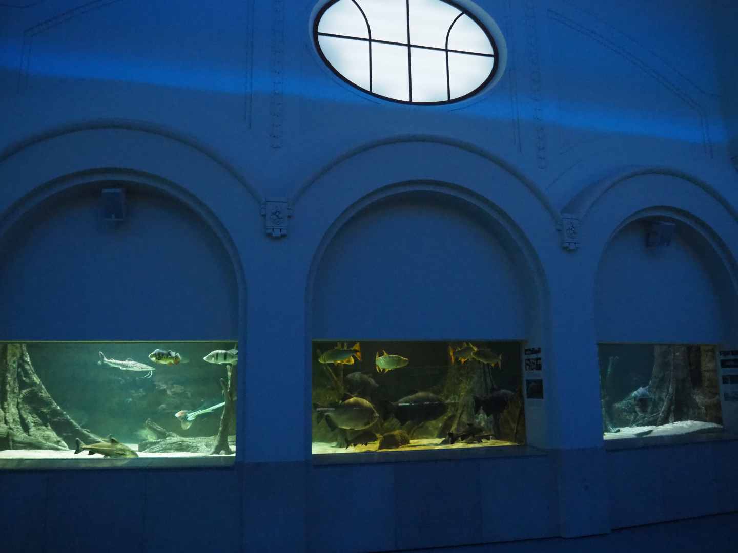 South American megafish tank, 2020-09-20