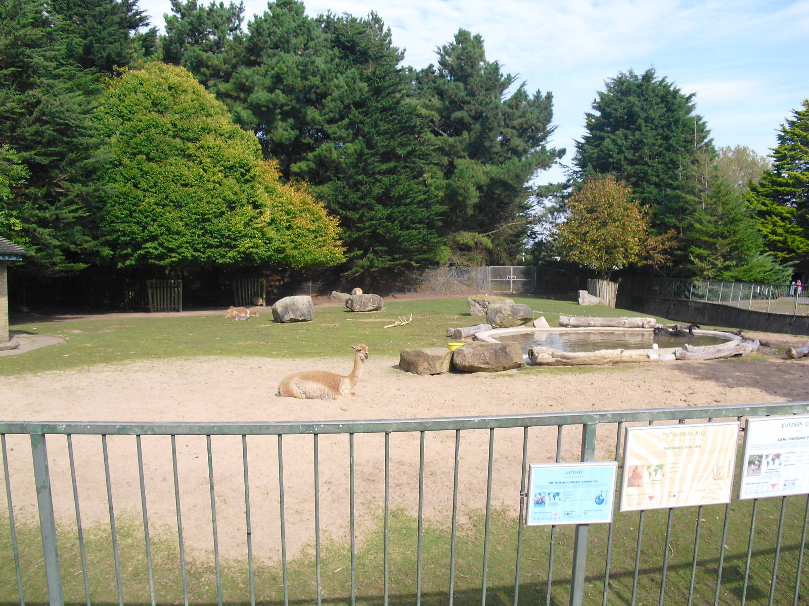 South American Mixed Enclosure - 01/10/2011