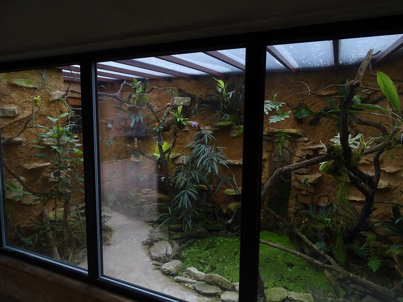 South American mixed species display.