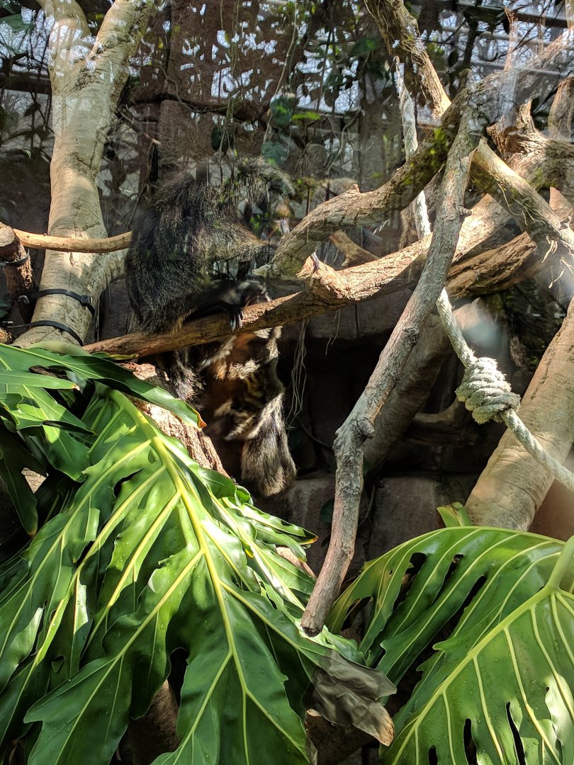 South American Mixed Species Habitat Wilhelma 2019